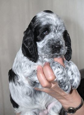 Štěňátka 